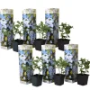 Plant in a Box Mannentrouw - Set van 6 - Plumbago auriculata - Hoogte 25-40cm - ⌀9cm New