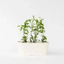 Plant in a Box Mannentrouw - Set van 6 - Plumbago auriculata - Hoogte 25-40cm - ⌀9cm New