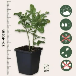 Plant in a Box Mannentrouw - Set van 6 - Plumbago auriculata - Hoogte 25-40cm - ⌀9cm New