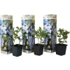 Plant in a Box Mannentrouw - Set van 3 - Plumbago auriculata - Hoogte 25-40cm - ⌀9cm Hot