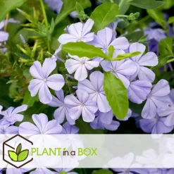Plant in a Box Mannentrouw - Set van 3 - Plumbago auriculata - Hoogte 25-40cm - ⌀9cm Hot