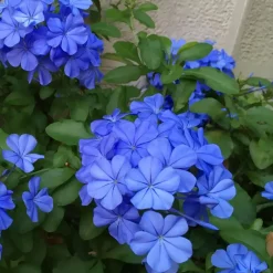 Plant in a Box Mannentrouw - Set van 3 - Plumbago auriculata - Hoogte 25-40cm - ⌀9cm Hot