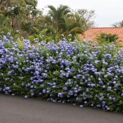 Plant in a Box Mannentrouw - Set van 3 - Plumbago auriculata - Hoogte 25-40cm - ⌀9cm Hot