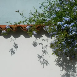 Plant in a Box Mannentrouw - Set van 3 - Plumbago auriculata - Hoogte 25-40cm - ⌀9cm Hot