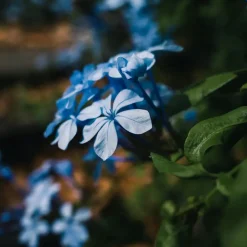 Plant in a Box Mannentrouw - Set van 3 - Plumbago auriculata - Hoogte 25-40cm - ⌀9cm Hot