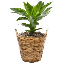 Mega Collections Plantenmand Cuba - rotan - lichtbruin - D19 x H16 cm Sale