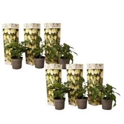 Plant in a Box Meloenpeer - Set van 6 - Solanum Muricatum 'Pepino gold' - Hoogte 25-40cm - ⌀9cm Clearance