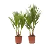 Plant in a Box Mexicaanse waaierpalm - Set van 2 - Washingtonia - Hoogte 50-60cm - ⌀15cm New