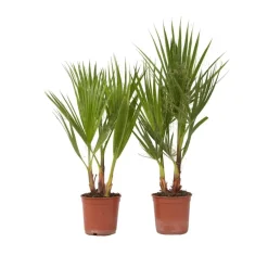 Plant in a Box Mexicaanse waaierpalm - Set van 2 - Washingtonia - Hoogte 50-60cm - ⌀15cm New