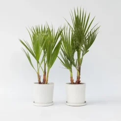 Plant in a Box Mexicaanse waaierpalm - Set van 2 - Washingtonia - Hoogte 50-60cm - ⌀15cm New