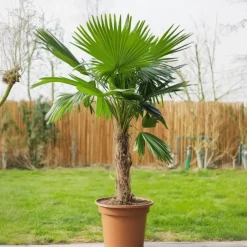Plant in a Box Mexicaanse waaierpalm - Set van 2 - Washingtonia - Hoogte 50-60cm - ⌀15cm New