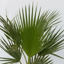 Plant in a Box Mexicaanse waaierpalm - Set van 2 - Washingtonia - Hoogte 50-60cm - ⌀15cm New
