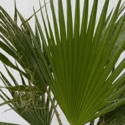 Plant in a Box Mexicaanse waaierpalm - Set van 2 - Washingtonia - Hoogte 50-60cm - ⌀15cm New