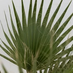 Plant in a Box Mexicaanse waaierpalm - Set van 2 - Washingtonia - Hoogte 50-60cm - ⌀15cm New