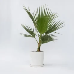 Plant in a Box Mexicaanse waaierpalm - Washingtonia robusta - Hoogte 70-90cm - ⌀21cm Online