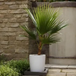 Plant in a Box Mexicaanse waaierpalm - Washingtonia robusta - Hoogte 70-90cm - ⌀21cm Online