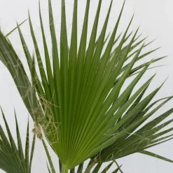 Plant in a Box Mexicaanse waaierpalm - Washingtonia robusta - Hoogte 70-90cm - ⌀21cm Online