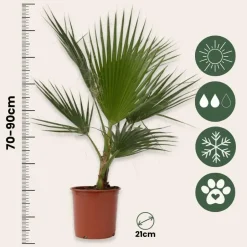 Plant in a Box Mexicaanse waaierpalm - Washingtonia robusta - Hoogte 70-90cm - ⌀21cm Online