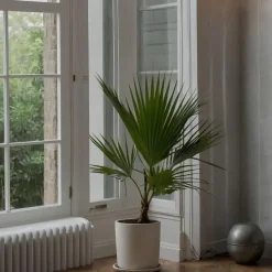 Plant in a Box Mexicaanse waaierpalm - Washingtonia robusta - Hoogte 70-90cm - ⌀21cm Online