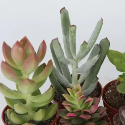Plant in a Box Mini-vetplanten - Set van 60 - Succulentenmix - Hoogte 5-10cm - ⌀5,5cm Hot