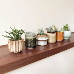 Plant in a Box Mini-vetplanten - Set van 60 - Succulentenmix - Hoogte 5-10cm - ⌀5,5cm Hot