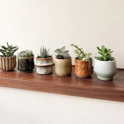 Plant in a Box Mini-vetplanten - Set van 60 - Succulentenmix - Hoogte 5-10cm - ⌀5,5cm Hot