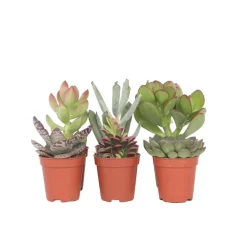 Plant in a Box Mini-vetplanten - Set van 6 - Succulent Mix - Hoogte 5-10cm - ⌀5,5cm Online