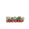 Plant in a Box Mini-vetplanten - Set van 12 - Succulent Mix - Hoogte 5-10cm - ⌀5,5cm Online