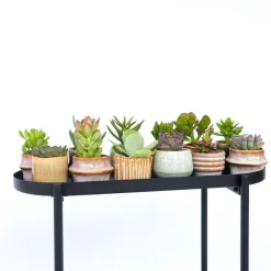 Plant in a Box Mini-vetplanten - Set van 12 - Succulent Mix - Hoogte 5-10cm - ⌀5,5cm Online