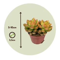 Plant in a Box Mini-vetplanten - Set van 12 - Succulent Mix - Hoogte 5-10cm - ⌀5,5cm Online