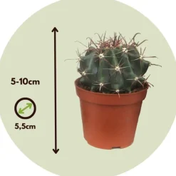 Plant in a Box Mix cactus - Set van 60 - Cactus - Hoogte 5-10cm - ⌀5,5cm Best