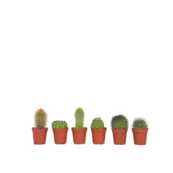 Plant in a Box Mix cactus - Set van 6 - Cactus - Hoogte 5-10cm - ⌀5,5cm Clearance