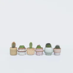 Plant in a Box Mix cactus - Set van 6 - Cactus - Hoogte 5-10cm - ⌀5,5cm Clearance