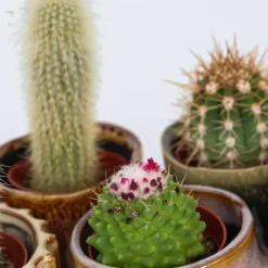 Plant in a Box Mix cactus - Set van 6 - Cactus - Hoogte 5-10cm - ⌀5,5cm Clearance