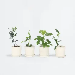 Plant in a Box Mix fruitbomen - Set van 4 - Hoogte 25-40cm - ⌀9cm Sale