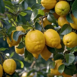 Plant in a Box Mix fruitbomen - Set van 4 - Hoogte 25-40cm - ⌀9cm Sale