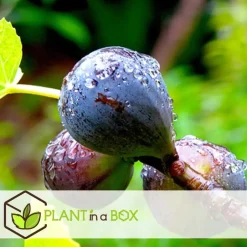 Plant in a Box Mix fruitbomen - Set van 4 - Hoogte 25-40cm - ⌀9cm Sale
