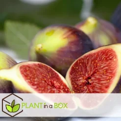 Plant in a Box Mix fruitbomen - Set van 4 - Hoogte 25-40cm - ⌀9cm Sale