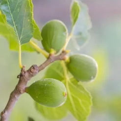 Plant in a Box Mix fruitbomen - Set van 4 - Hoogte 25-40cm - ⌀9cm Sale