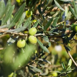 Plant in a Box Mix fruitbomen - Set van 4 - Hoogte 25-40cm - ⌀9cm Sale