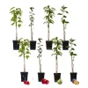 Plant in a Box Mix fruitzuilen - Set van 8 - Malus, Pryus, Prunus - Hoogte 60-70cm - ⌀9cm