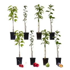 Plant in a Box Mix fruitzuilen - Set van 8 - Malus, Pryus, Prunus - Hoogte 60-70cm - ⌀9cm