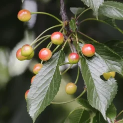 Plant in a Box Mix fruitzuilen - Set van 8 - Malus, Pryus, Prunus - Hoogte 60-70cm - ⌀9cm