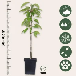 Plant in a Box Mix fruitzuilen - Set van 8 - Malus, Pryus, Prunus - Hoogte 60-70cm - ⌀9cm