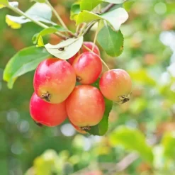 Plant in a Box Mix fruitzuilen - Set van 8 - Malus, Pryus, Prunus - Hoogte 60-70cm - ⌀9cm