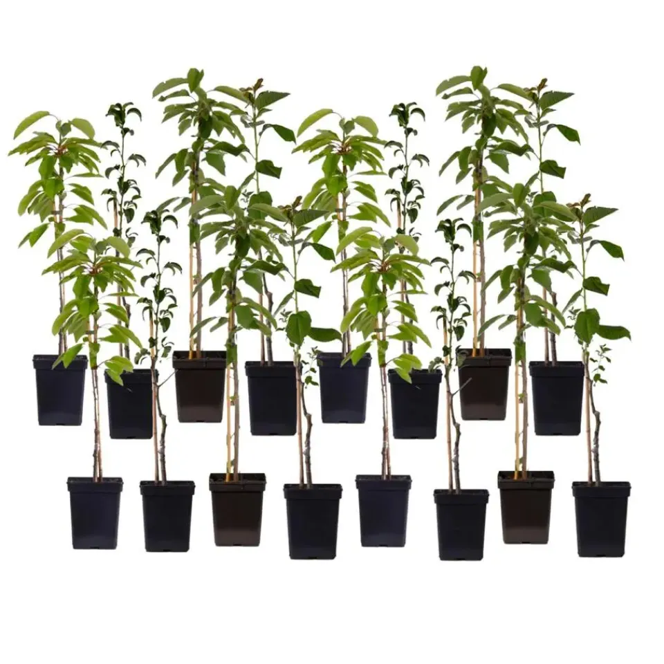 Plant in a Box Mix fruitzuilen - Set van 16 - Malus, Pryus, Prunus - Hoogte 60-70cm - ⌀9cm Online