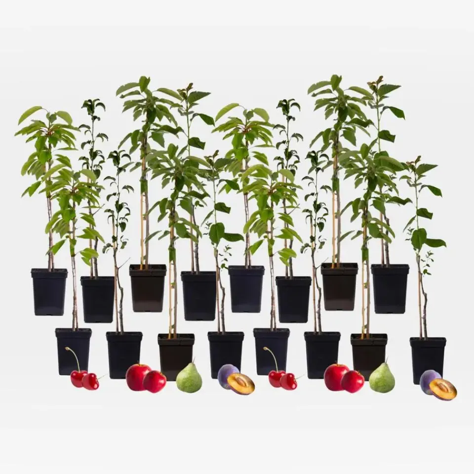 Plant in a Box Mix fruitzuilen - Set van 16 - Malus, Pryus, Prunus - Hoogte 60-70cm - ⌀9cm Online