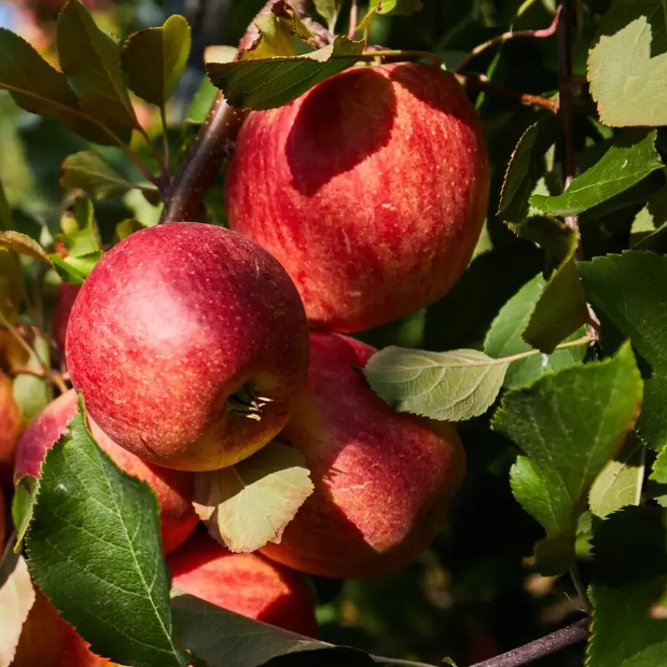 Plant in a Box Mix fruitzuilen - Set van 16 - Malus, Pryus, Prunus - Hoogte 60-70cm - ⌀9cm Online