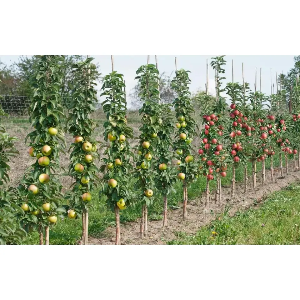 Plant in a Box Mix fruitzuilen - Set van 16 - Malus, Pryus, Prunus - Hoogte 60-70cm - ⌀9cm Online