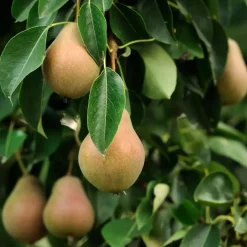 Plant in a Box Mix fruitzuilen - Set van 16 - Malus, Pryus, Prunus - Hoogte 60-70cm - ⌀9cm Online